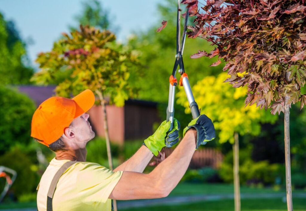 What To Know About Tree Care Services